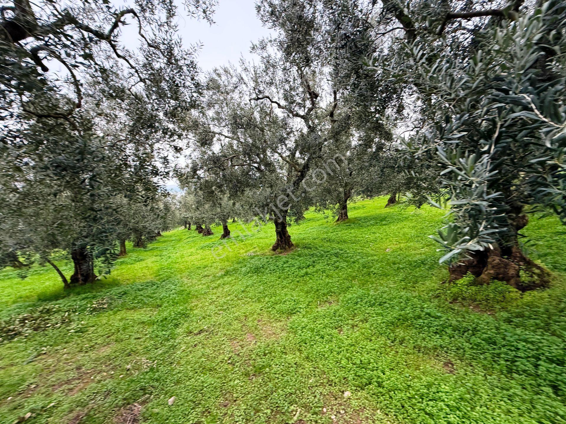 İznik Gölü Manzaralı Zeytin&çam Ağaçlar Olan 3440m2 Satılık Arsa - Görsel 23