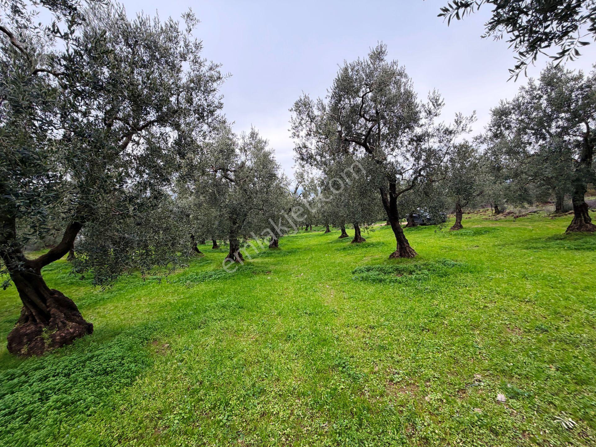 İznik Gölü Manzaralı Zeytin&çam Ağaçlar Olan 3440m2 Satılık Arsa - Görsel 27