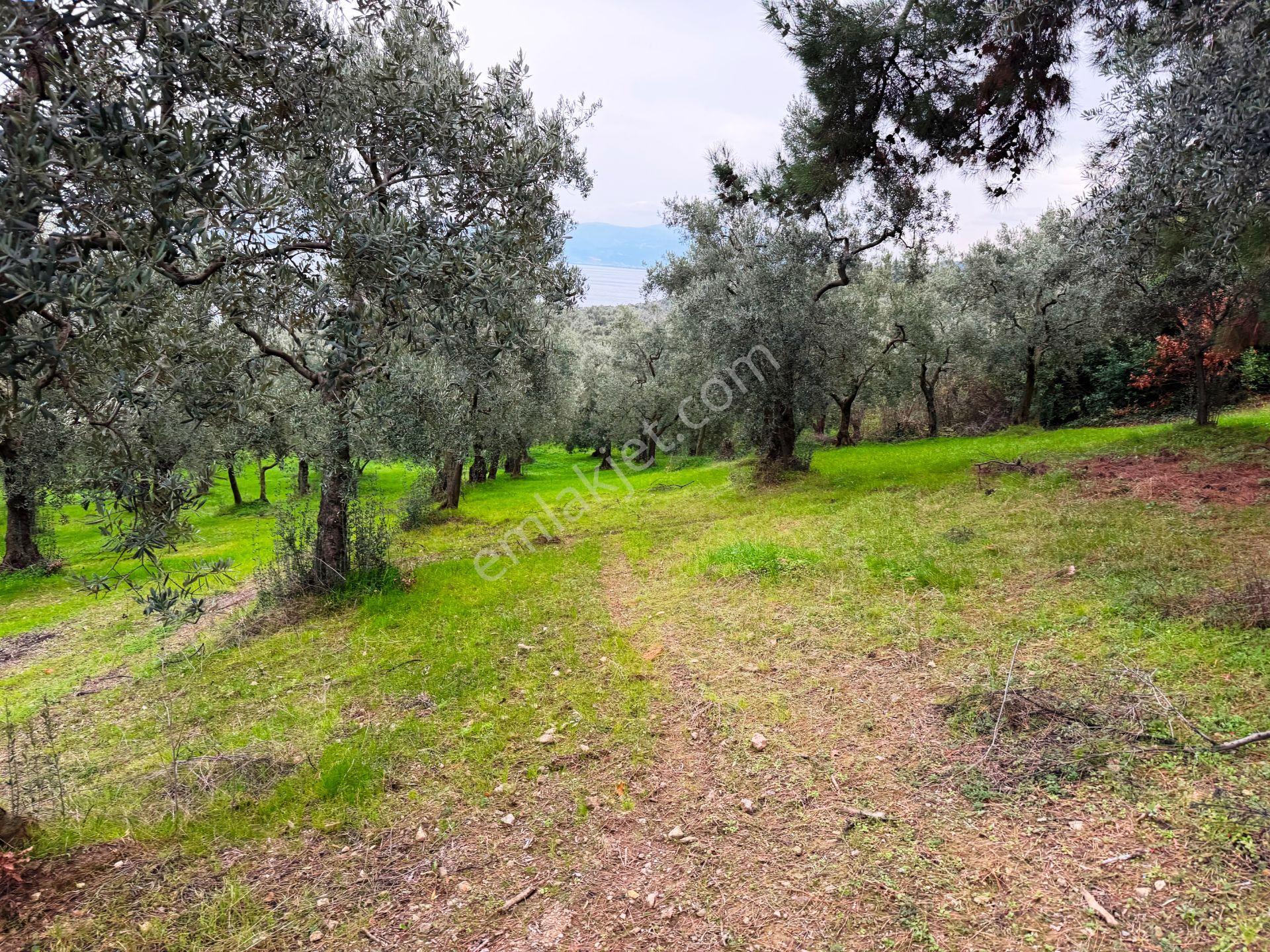 İznik Gölü Manzaralı Zeytin&çam Ağaçlar Olan 3440m2 Satılık Arsa - Görsel 15
