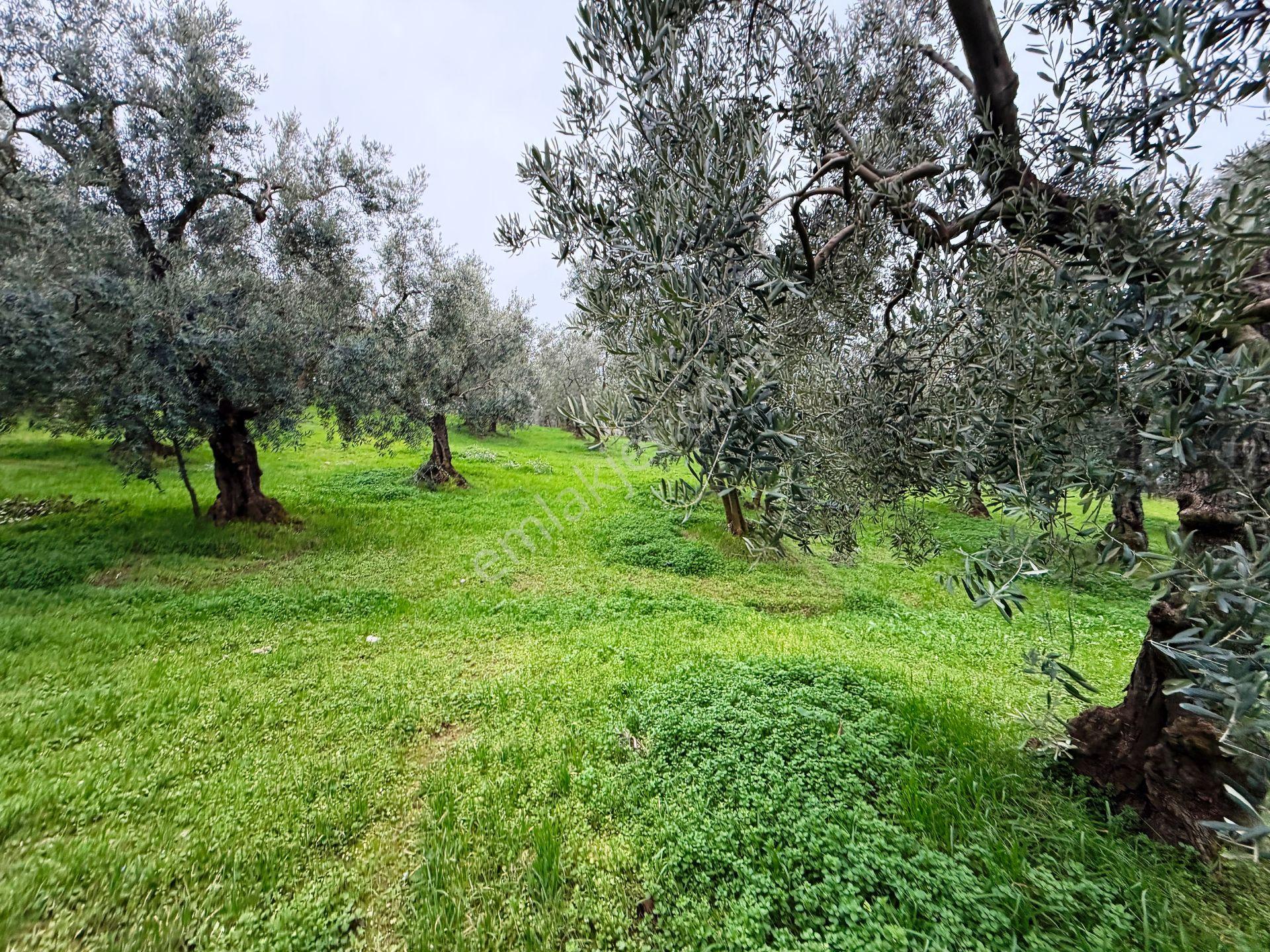 İznik Gölü Manzaralı Zeytin&çam Ağaçlar Olan 3440m2 Satılık Arsa - Görsel 24