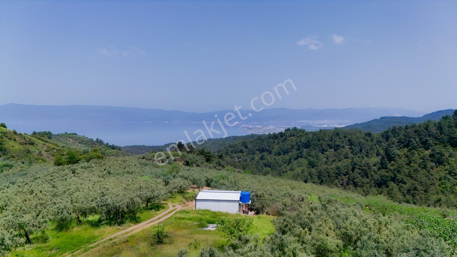 Bursa Osmangazi Gündoğduda Satılık Zeytinlik - Görsel 9