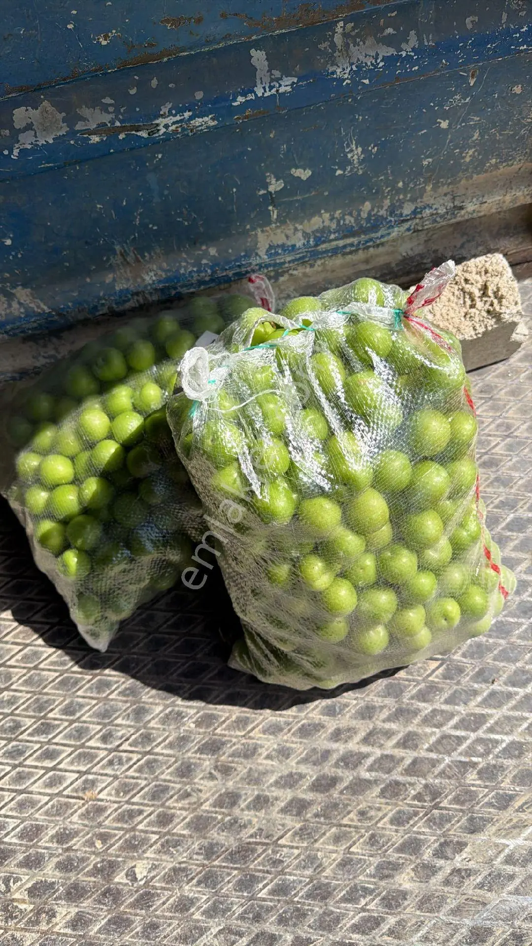 Tarla Zeytin