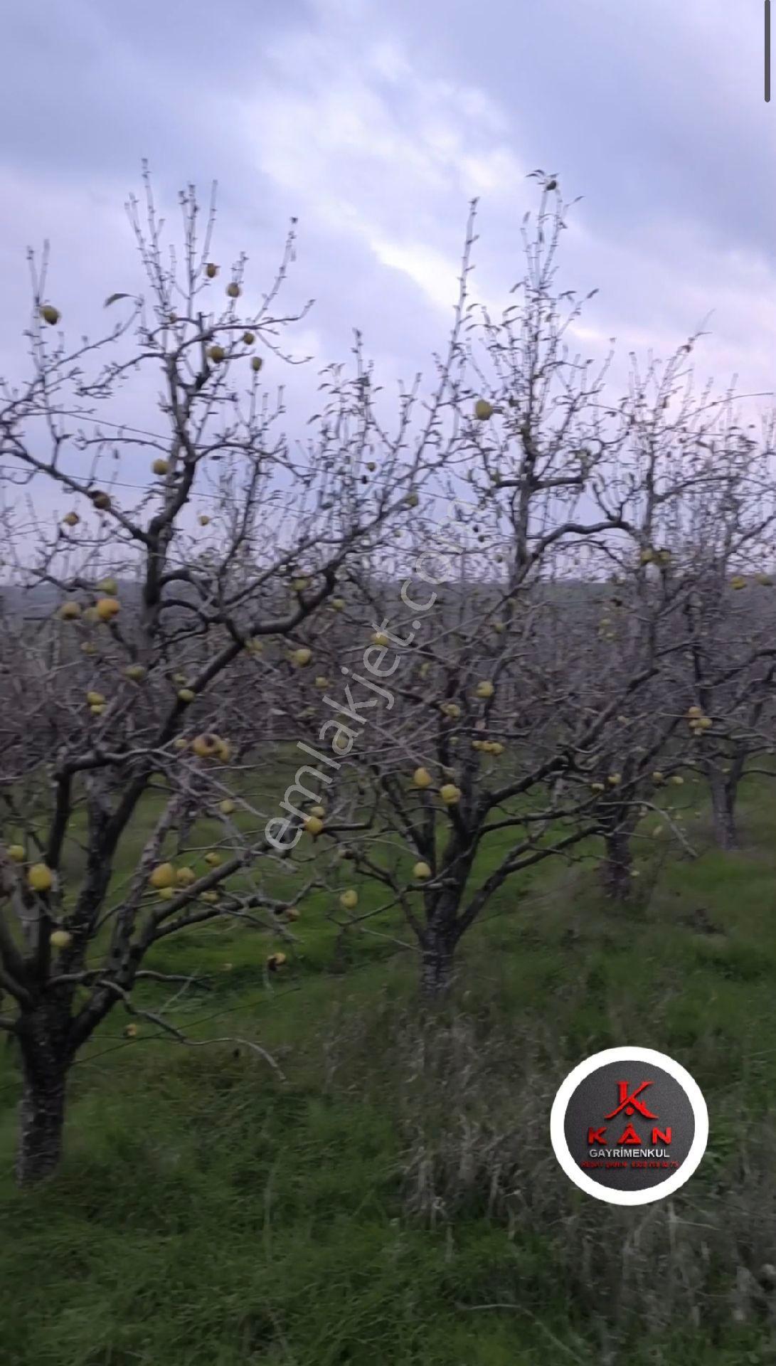 Kân Arsa Ofisinden Kaçırılmayacak Fırsat Edirne Havsa Çukurköy'de 50 Dönüm Armut Bahçesi