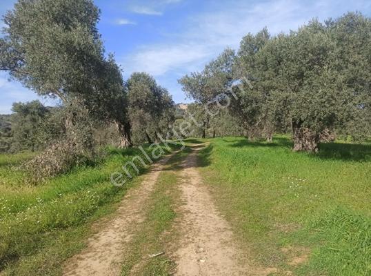 Aydın Sultanhisar Yağdere' De Satılık Hobi Bahçesi.