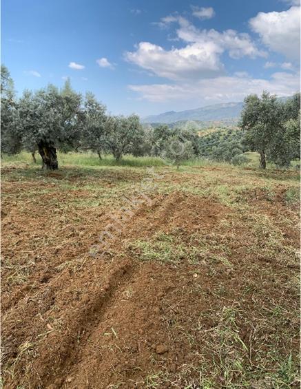 Aydın Sultanhisar Yağdere' De Satılık Hobi Bahçesi. - Görsel 3