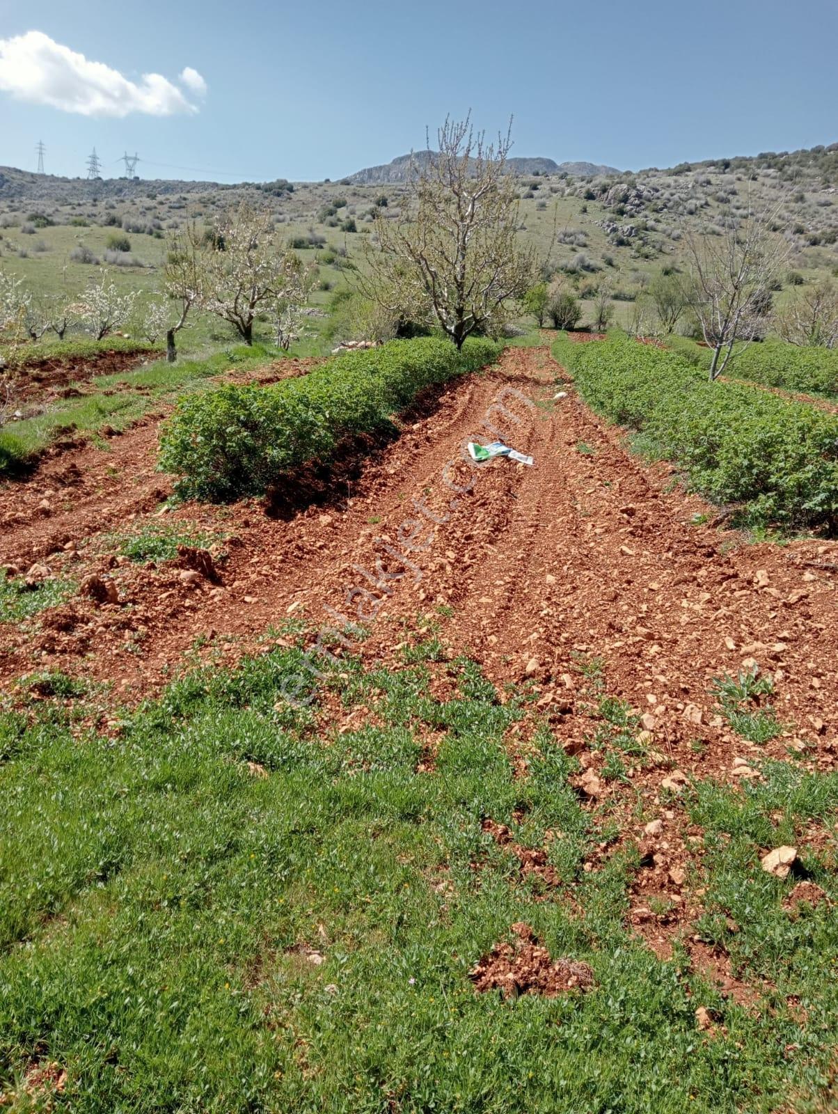 Isparta Uluborlu İleydağı Köyünde Yatırımlık Gül Bahçesi - Görsel 3