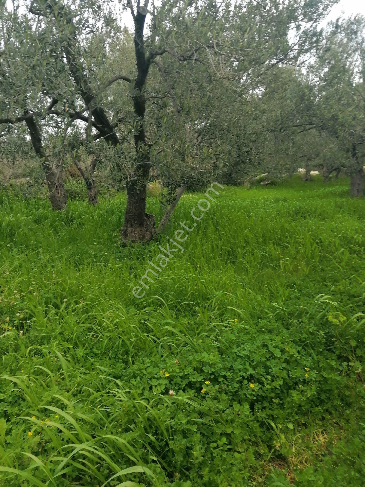 Devecioğlu Emlak Dan Mükemmel Konumda Kalem Adası Manzaralı Satılık Tarla - Görsel 15