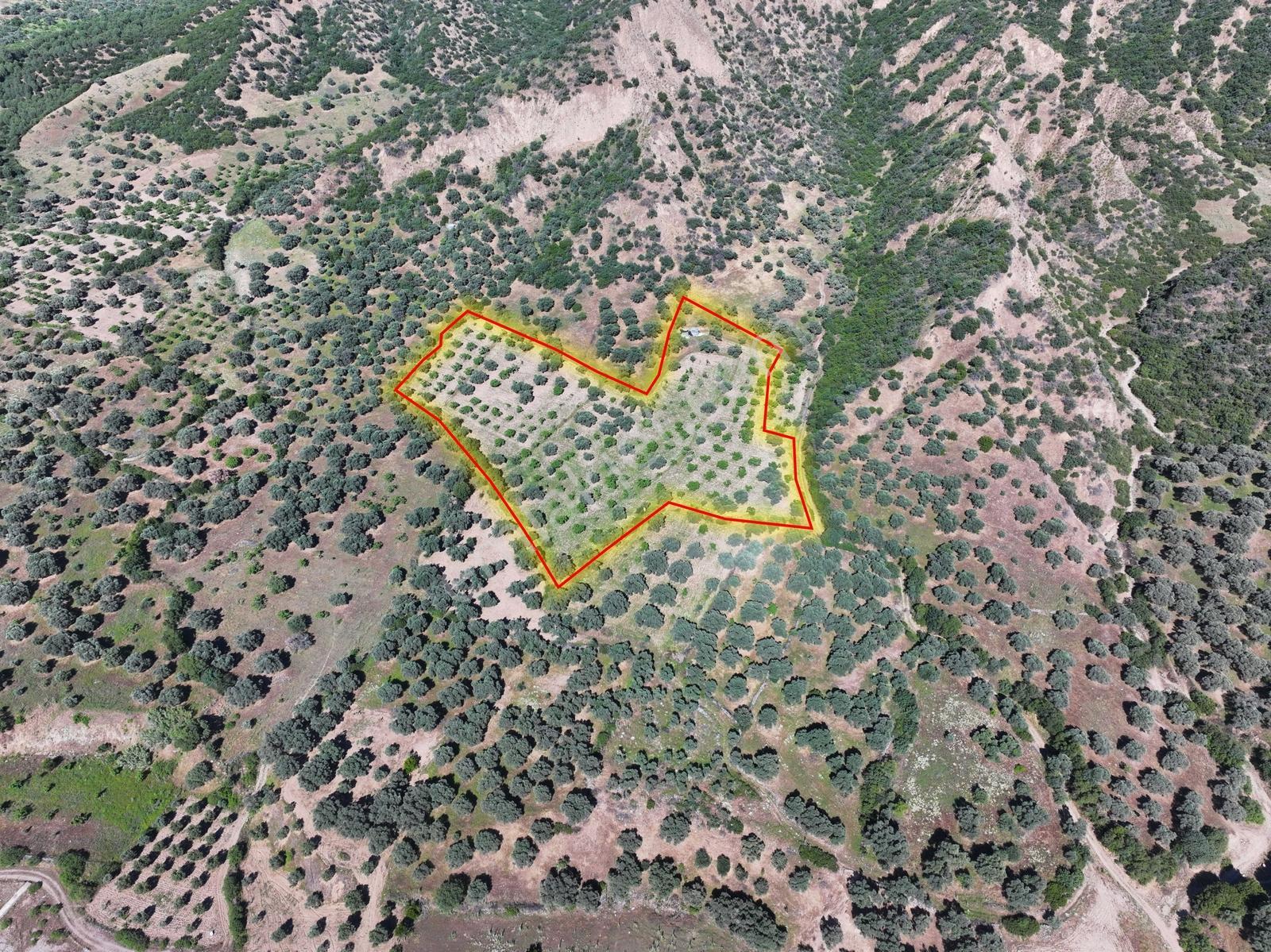 Kestel'de 18.200m² Zeytin & İncir Bahçesi - Görsel 4