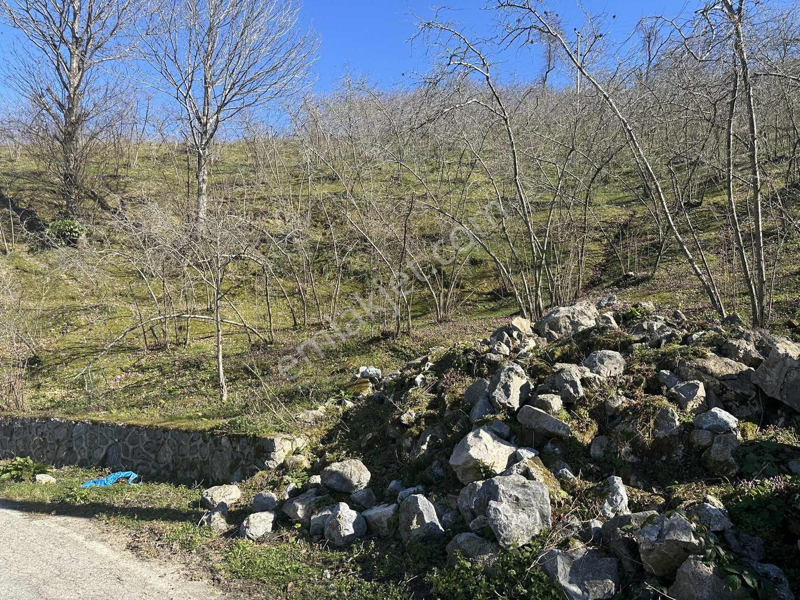 Kocaali'de Deniz Manzaralı 2 Asfalt Yol Cepheli 1.548 M2 İmarlı - Görsel 2