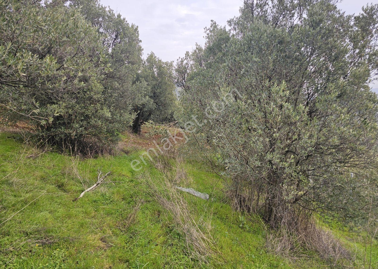 Mudanya Işıklı Da Müstakil Tapulu Bahçe - Görsel 13