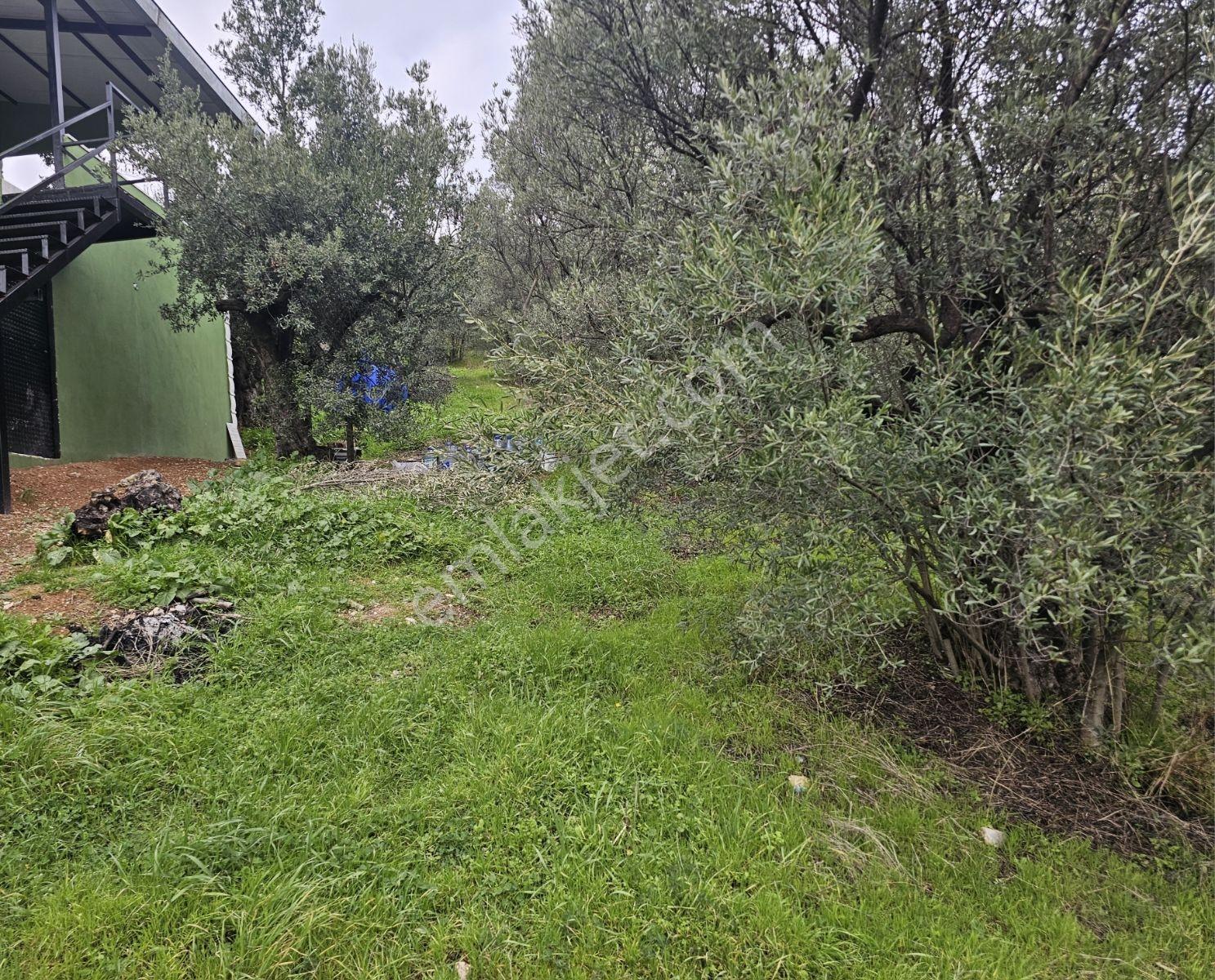 Mudanya Işıklı Da Müstakil Tapulu Bahçe - Görsel 7