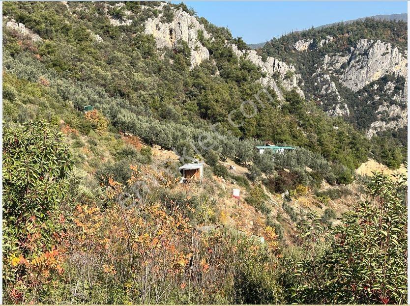 Master Realtor Nilvest'ten Narlıdere'de Evi Olan Zeytin Bahçesi - Görsel 10