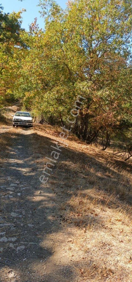 Söğütde Tarla Fiyatına Arsa - Görsel 13