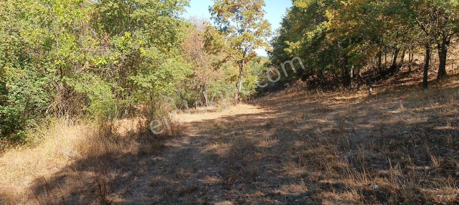 Söğütde Tarla Fiyatına Arsa - Görsel 24