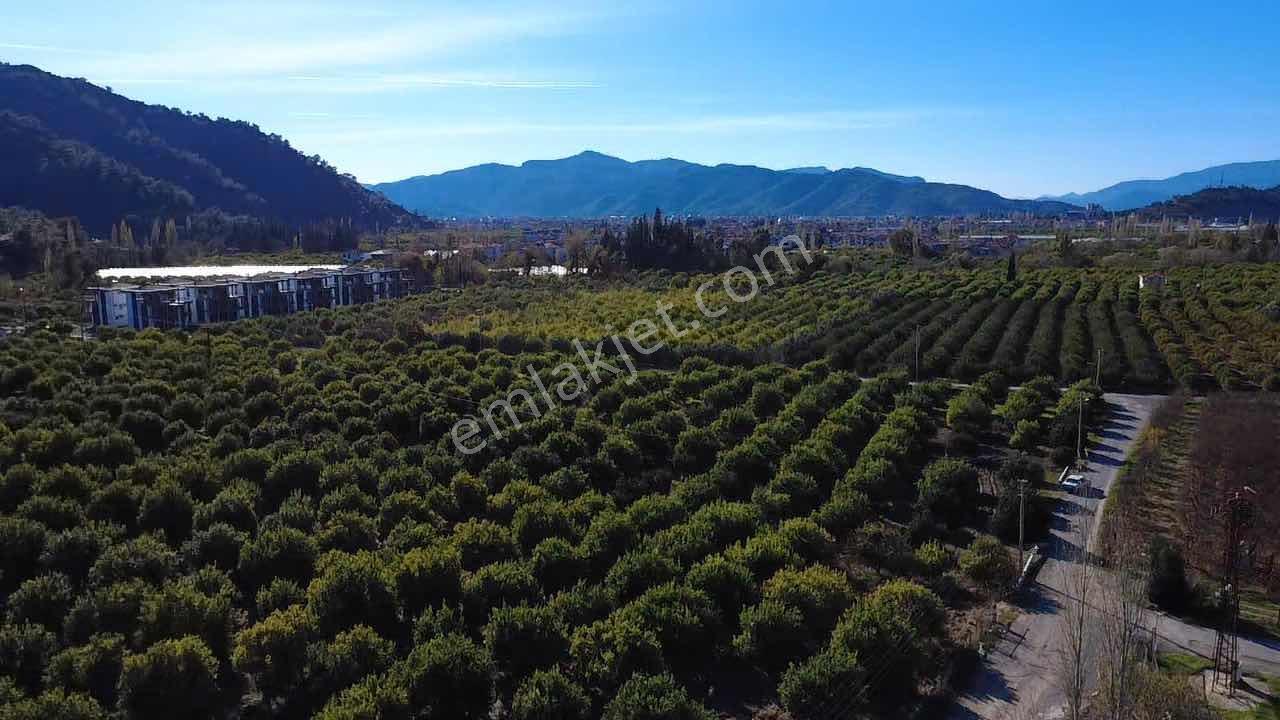 Ortaca Çaylıda Satılık Verimli Narenciye Bahçesi - Görsel 9