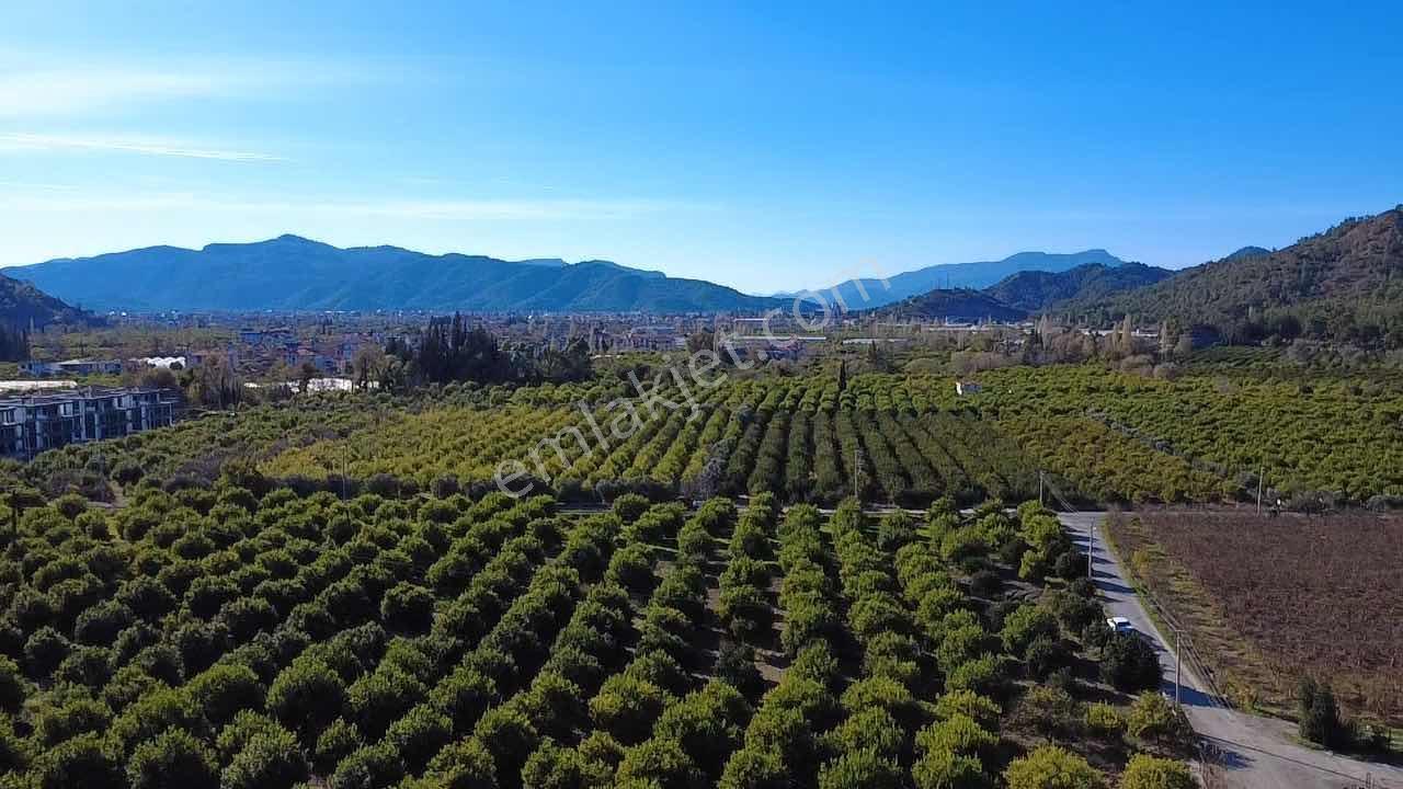 Ortaca Çaylıda Satılık Verimli Narenciye Bahçesi - Görsel 10