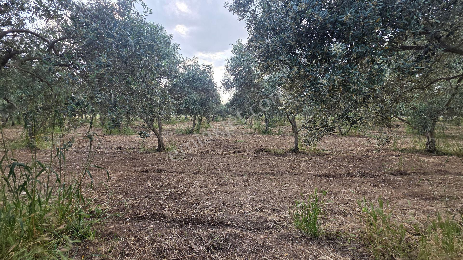 İzmir Tire Sb Emlak'tan Peşreflide Eşsiz Yatırım Fırsatı - Görsel 17