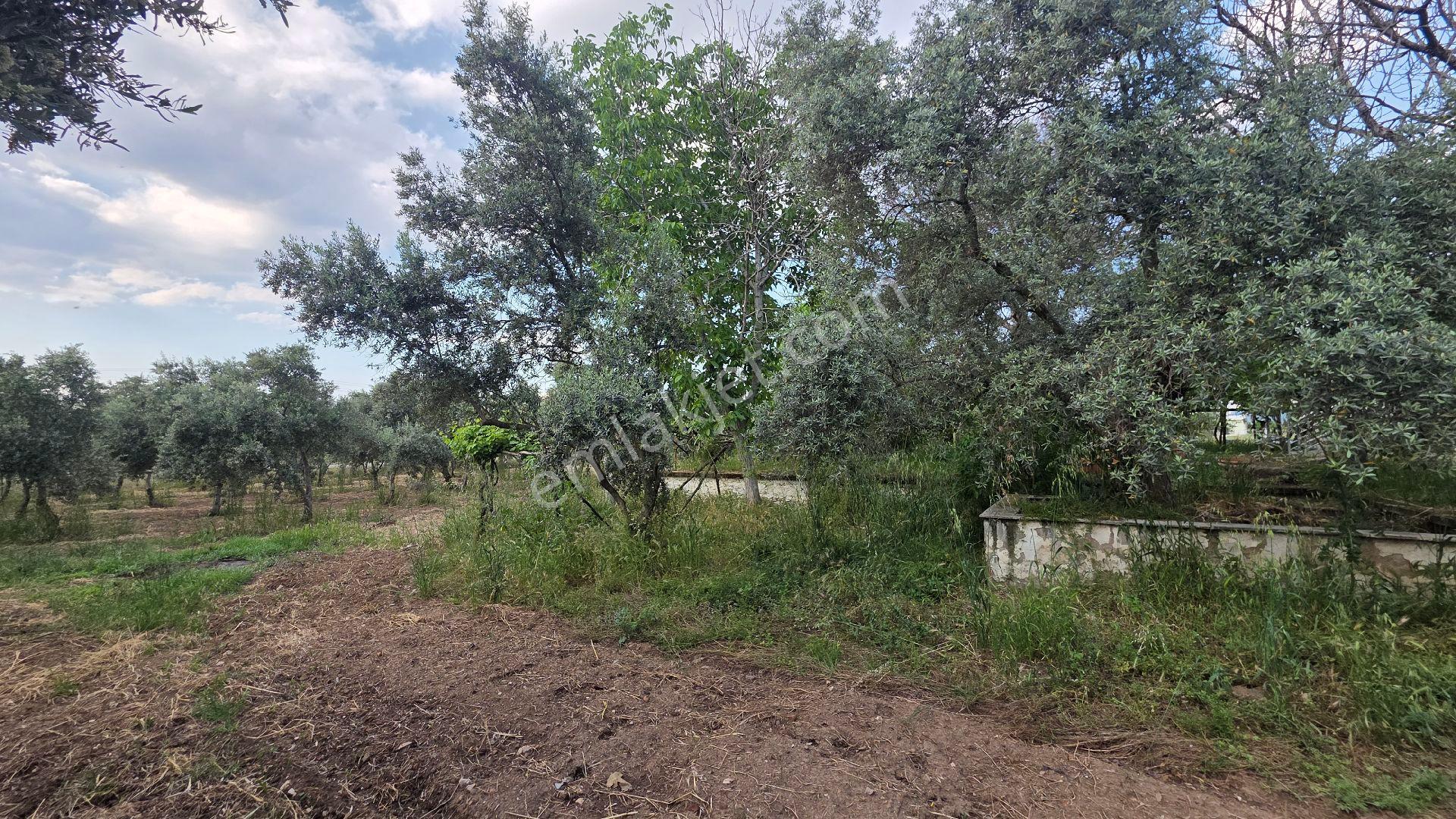 İzmir Tire Sb Emlak'tan Peşreflide Eşsiz Yatırım Fırsatı - Görsel 19