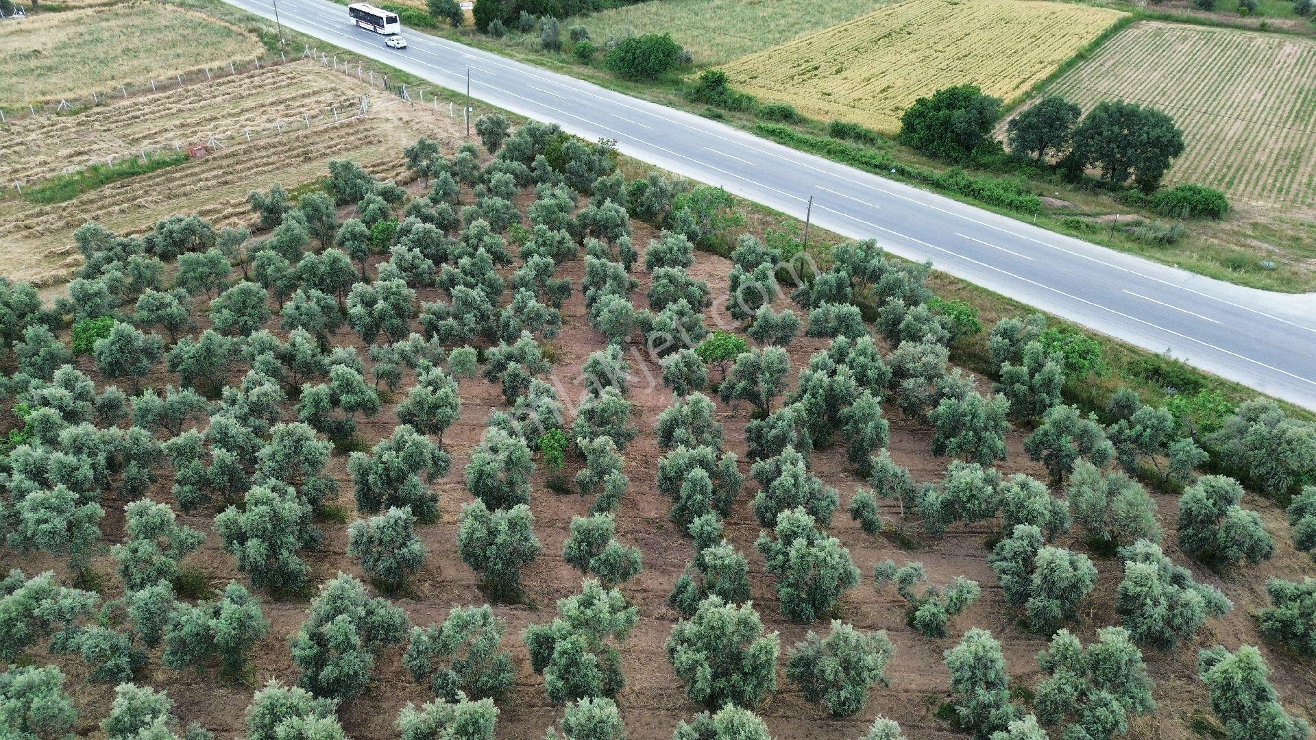 İzmir Tire Sb Emlak'tan Peşreflide Eşsiz Yatırım Fırsatı - Görsel 9