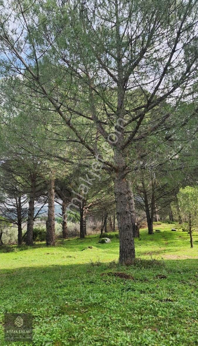 Balıkesir Ayvalık Bağyüzü Fıstık Çamlı Bağ Satılık - Görsel 2