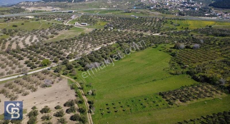 Samurluda 10500m2 Satılık Yolu Olan Tarla - Görsel 15