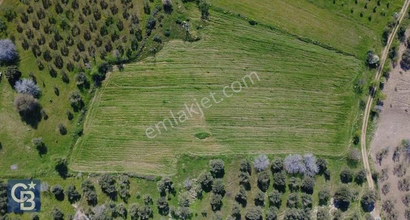Samurluda 10500m2 Satılık Yolu Olan Tarla - Görsel 23