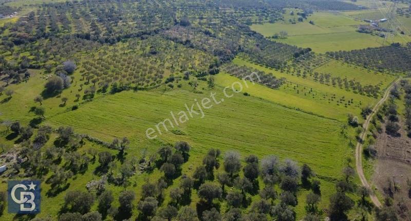 Samurluda 10500m2 Satılık Yolu Olan Tarla - Görsel 26