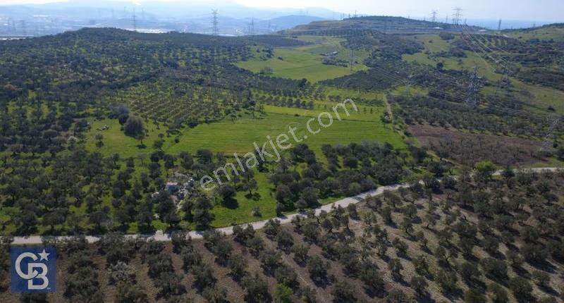 Samurluda 10500m2 Satılık Yolu Olan Tarla - Görsel 6