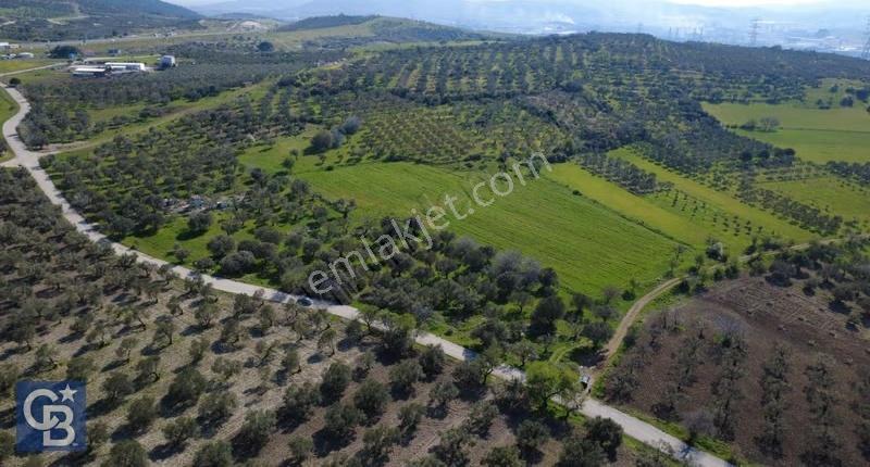 Samurluda 10500m2 Satılık Yolu Olan Tarla - Görsel 12