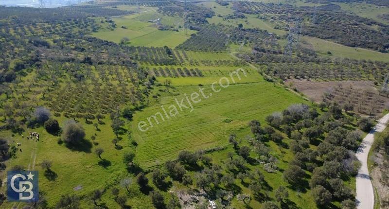 Samurluda 10500m2 Satılık Yolu Olan Tarla