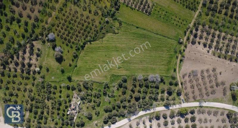 Samurluda 10500m2 Satılık Yolu Olan Tarla - Görsel 11