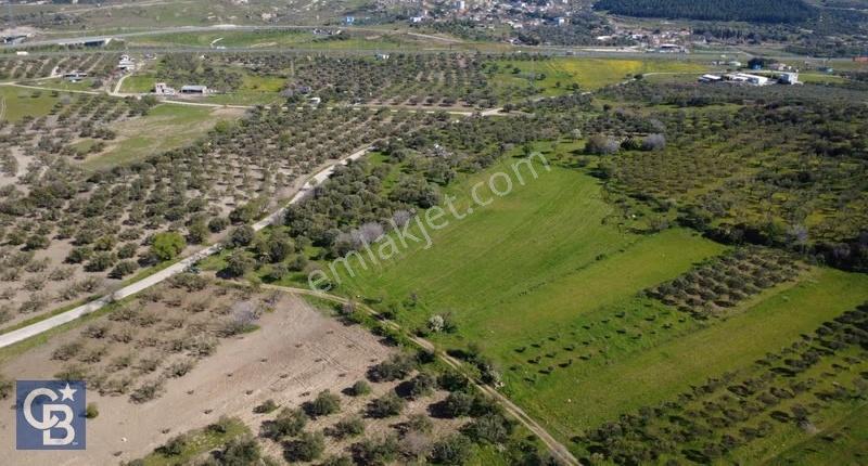 Samurluda 10500m2 Satılık Yolu Olan Tarla - Görsel 14
