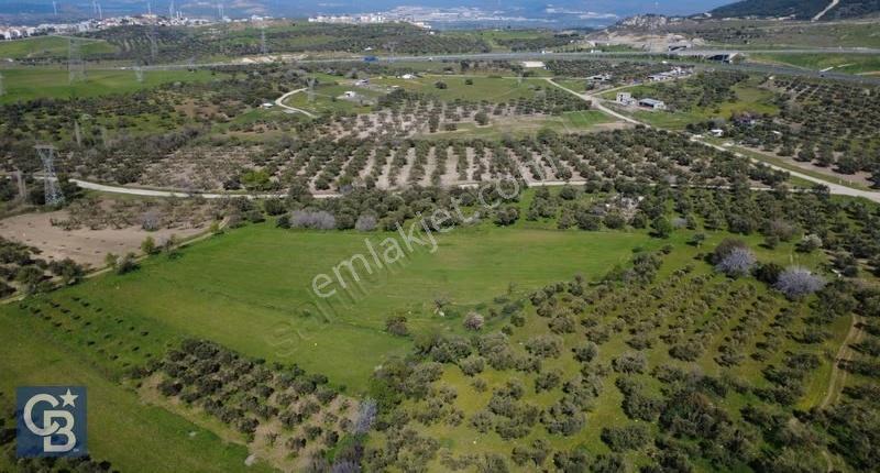 Samurluda 10500m2 Satılık Yolu Olan Tarla - Görsel 24