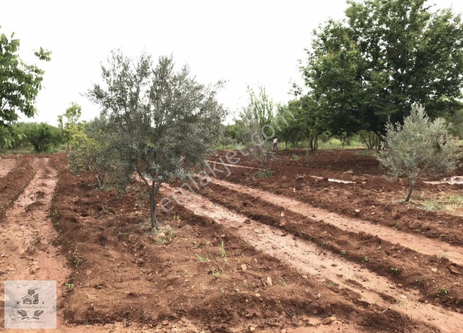 Oğuzeli Tınazderede Mükemmel Sulu Meyve Bahçesi - Görsel 6