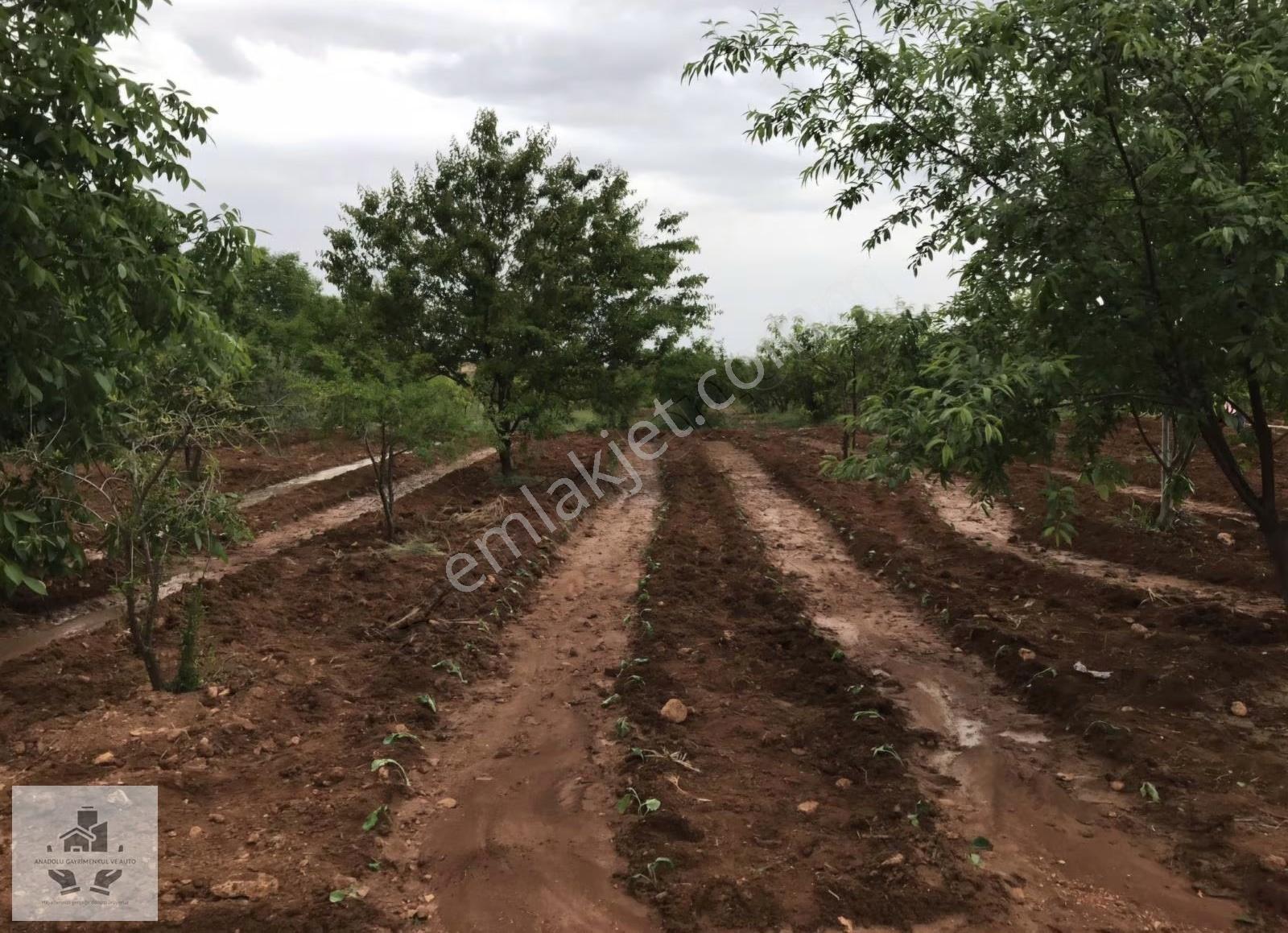 Oğuzeli Tınazderede Mükemmel Sulu Meyve Bahçesi - Görsel 2