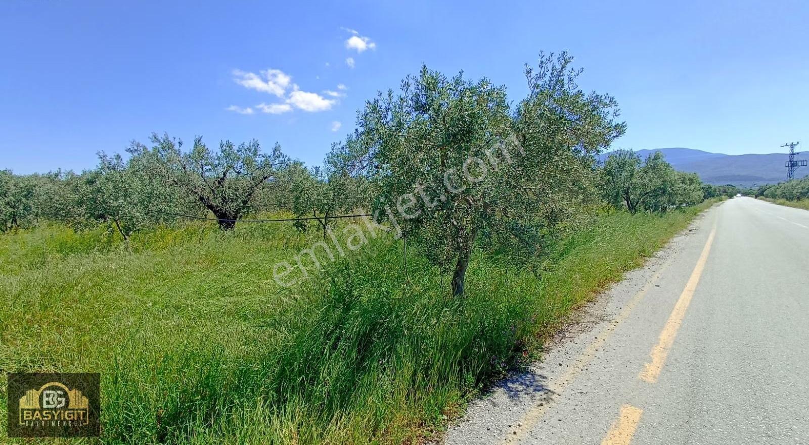 Musalar Mh.de Balıkesir Yoluna 700 M. Asfalt Yol Üzeri 4100m² - Görsel 2