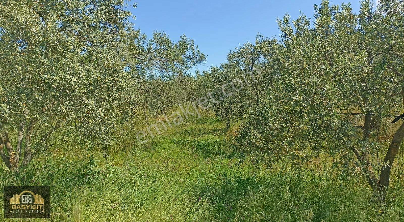 Musalar Mh.de Balıkesir Yoluna 700 M. Asfalt Yol Üzeri 4100m² - Görsel 13