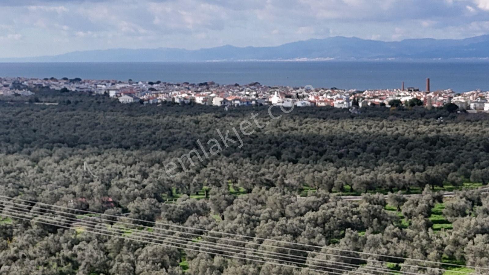 Golden Globy, Taylıeli'nde Satılık 7+1 Villa Ve 7 Dönüm Arazi - Görsel 2
