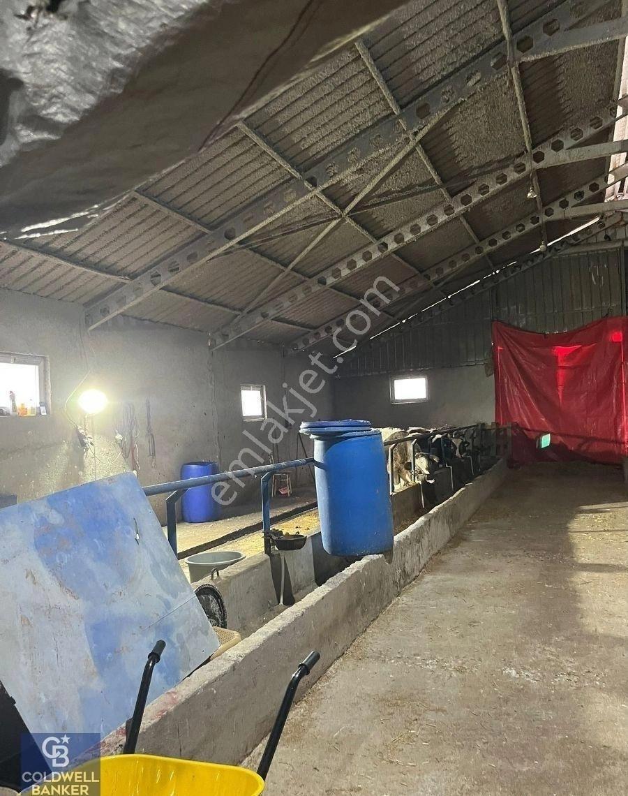 Golcuk Irsadiye Satilik Hayvan Ciftligi 5423m2 Arsa İcinde - Görsel 4