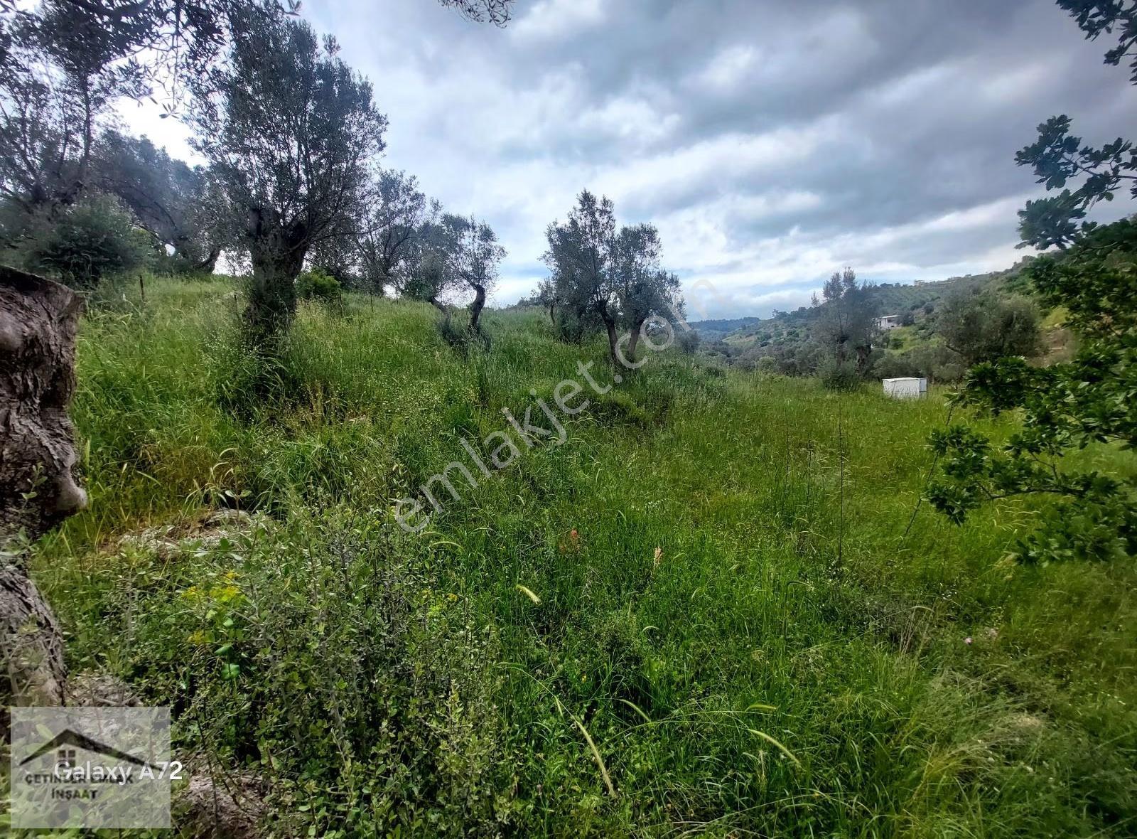 Has Çetinlerden İzmir Seferihisarda Satılık Zeytinlik Tarla - Görsel 10