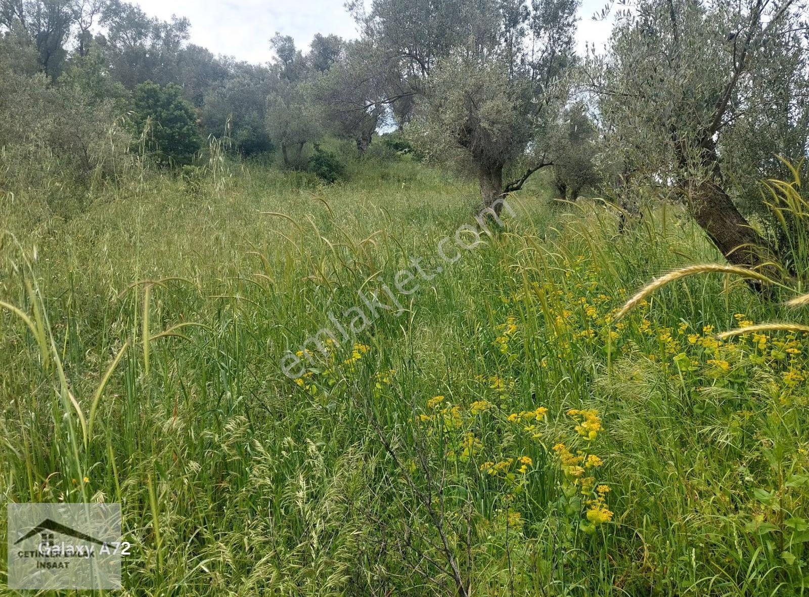Has Çetinlerden İzmir Seferihisarda Satılık Zeytinlik Tarla - Görsel 11