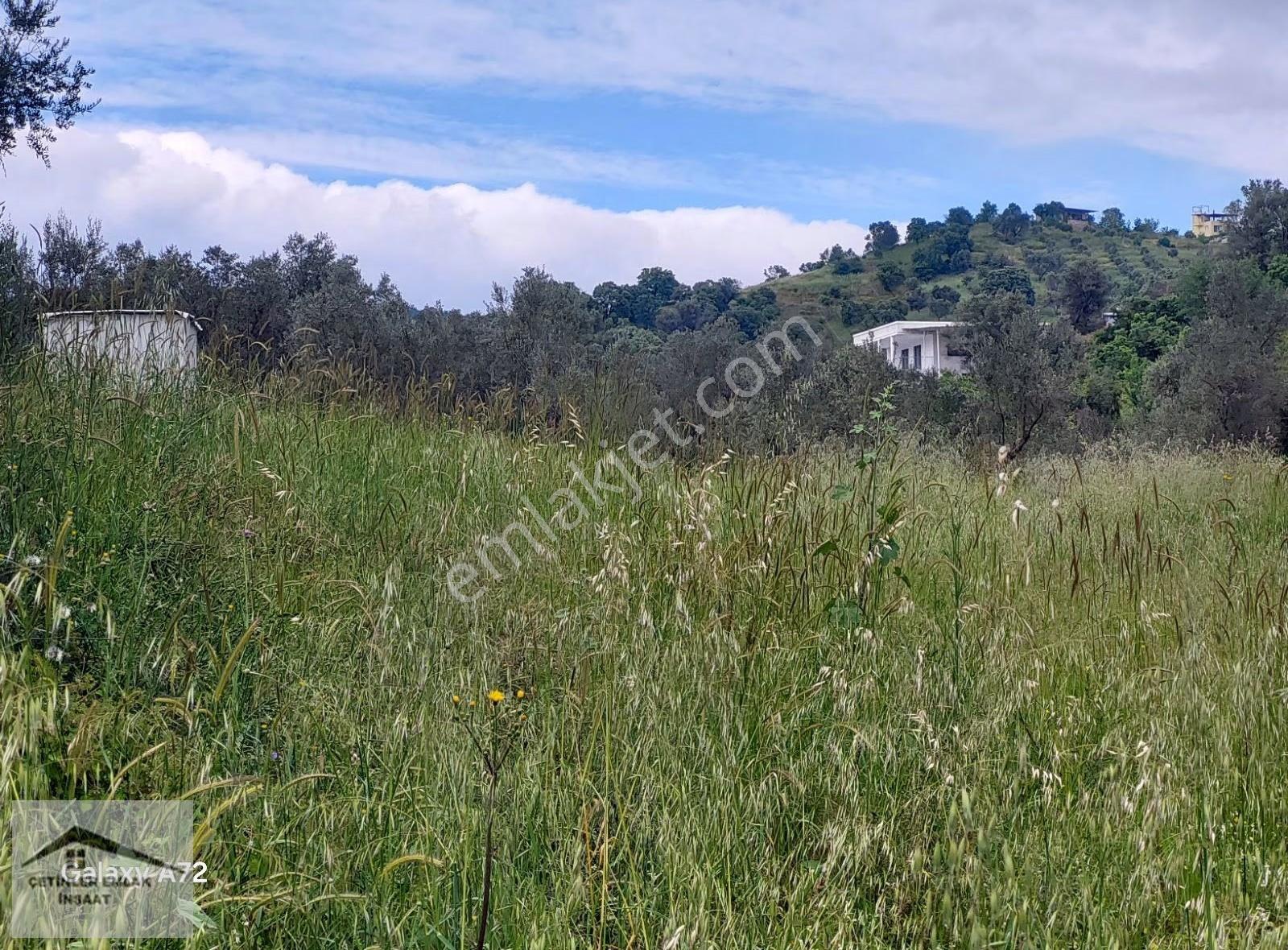 Has Çetinlerden İzmir Seferihisarda Satılık Zeytinlik Tarla - Görsel 18