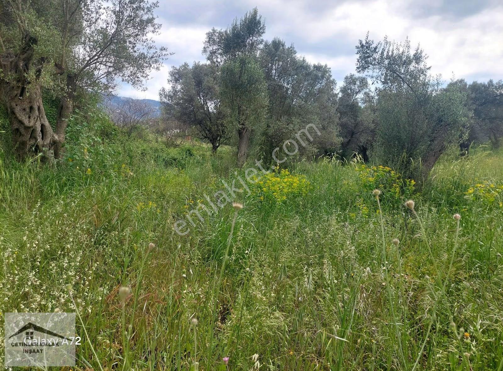 Has Çetinlerden İzmir Seferihisarda Satılık Zeytinlik Tarla - Görsel 13