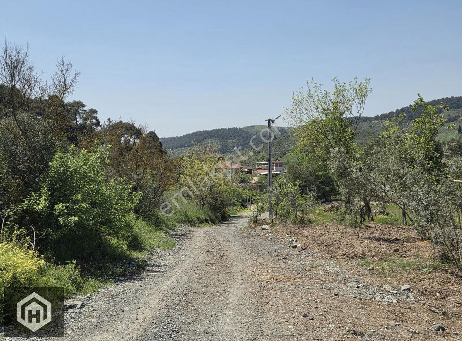 Bursa Mudanya Dereköy De 3147mt2 Anayola Yakın Satılık Zeytinlik - Görsel 13