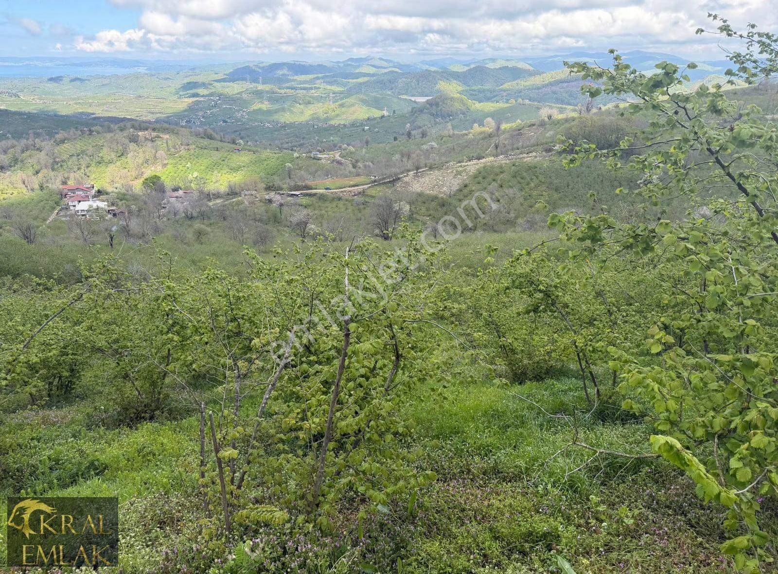 Balatlı Köyü Deniz Manzaralı Bakımlı 21.055 M2 Satılık Fındıklık - Görsel 6