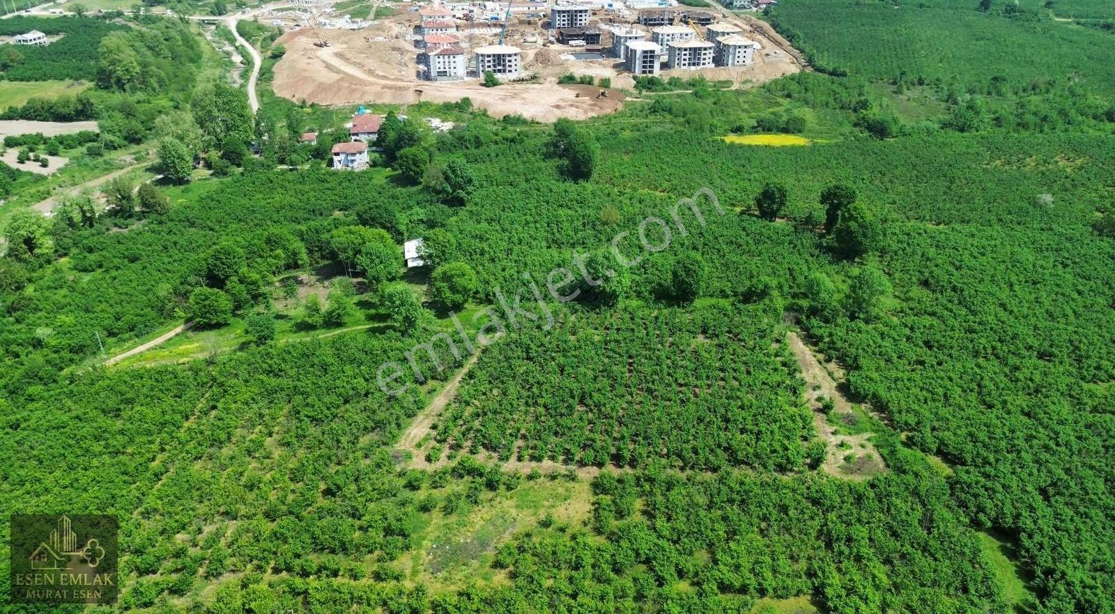 Sakarya Hendek Çağlayan'da Yatırımlık Fındıklık - Görsel 9