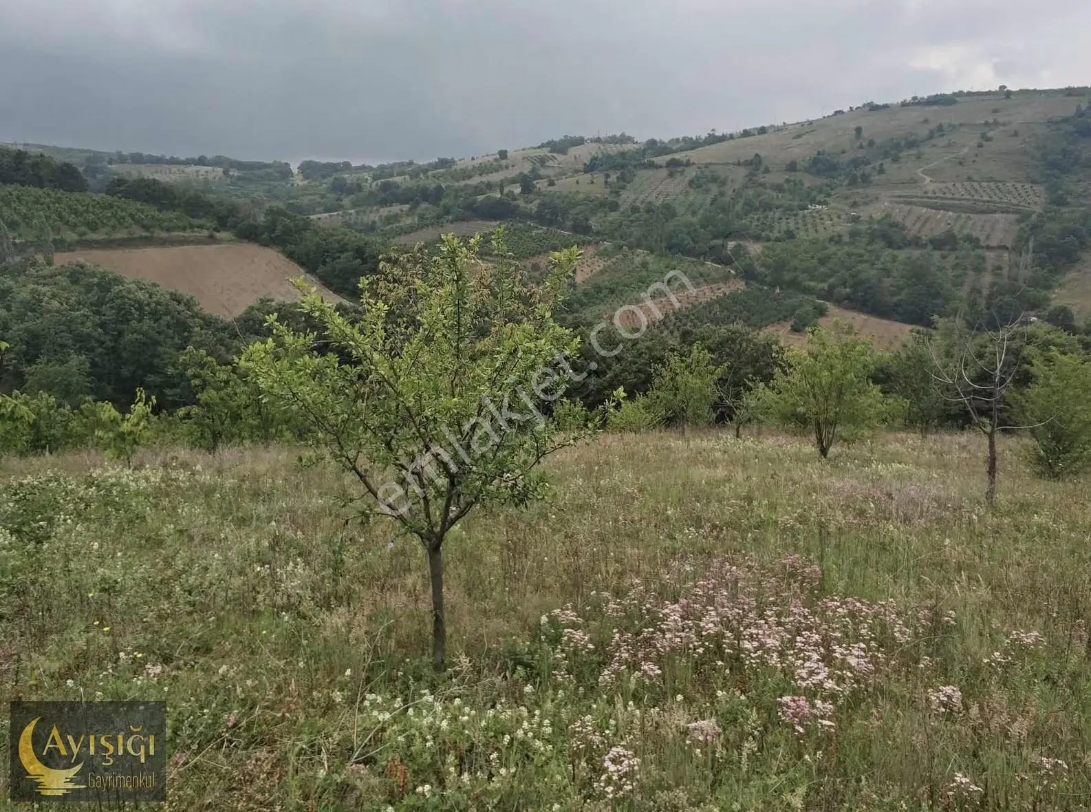 Bursa İznik Tacir Köyünde 8.700m² Satılık Meyve Bahçesi - Görsel 5