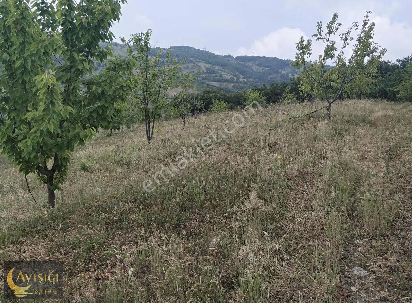 Bursa İznik Tacir Köyünde 8.700m² Satılık Meyve Bahçesi - Görsel 8