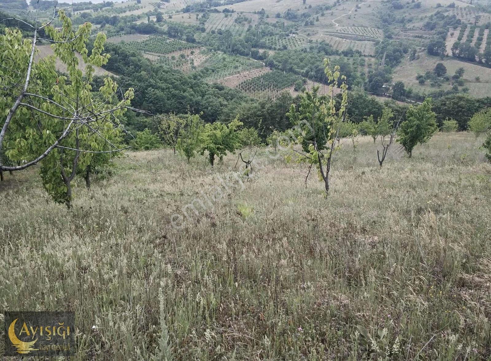 Bursa İznik Tacir Köyünde 8.700m² Satılık Meyve Bahçesi - Görsel 2