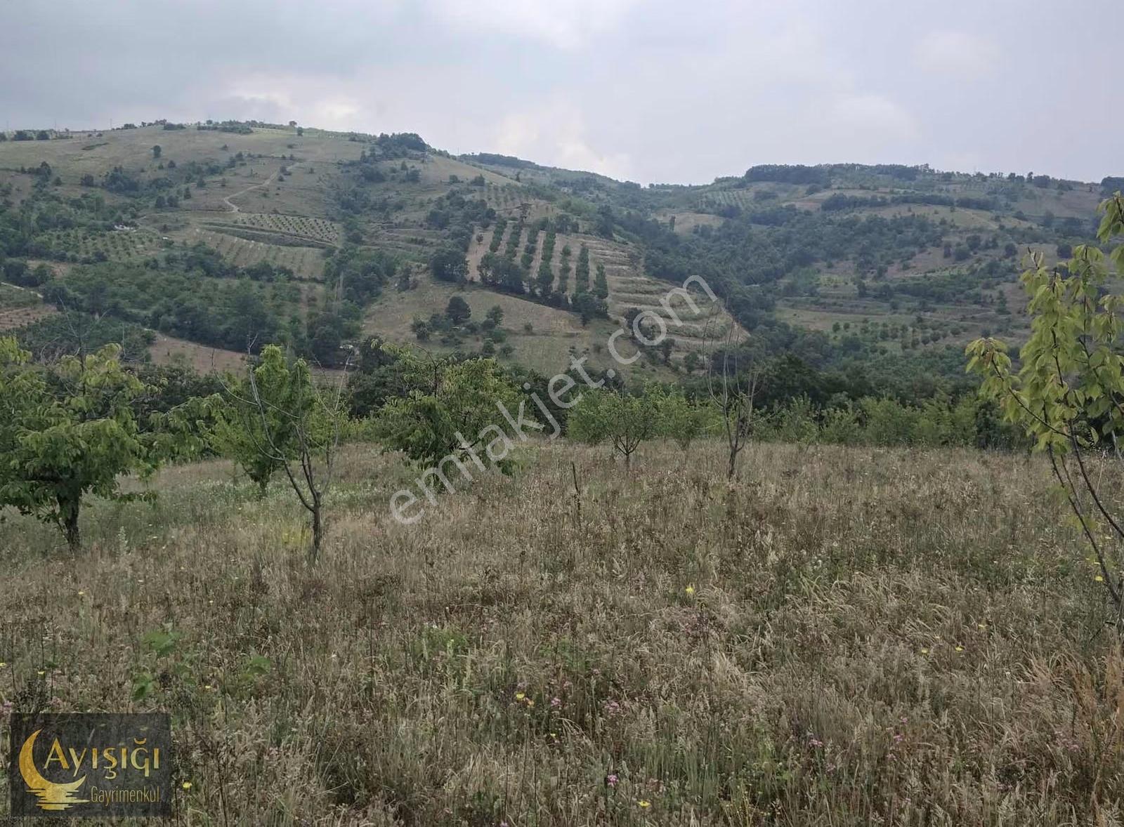Bursa İznik Tacir Köyünde 8.700m² Satılık Meyve Bahçesi - Görsel 7